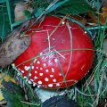 0310herfstwand10