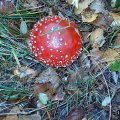 0310herfstwand7