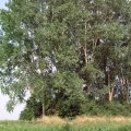 0408kampborculo3122