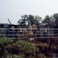 0408kampborculo3124
