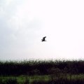 0408kampborculo3136