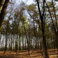 0504draakhenri246