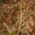 0504scoutdrkirene148