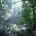 0608rsa719explimzee-dl1132