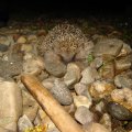 0608rsa719explimzee-dl1232