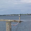 0608rsa719explimzee-dl125