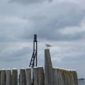 0608rsa719explimzee-dl138