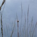 0608rsa719explimzee-dl150