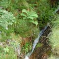 0708schotland194