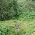 0708schotland195
