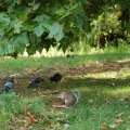 0708schotland56