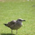 0708schotlanddoede133