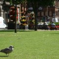 0708schotlanddoede134