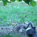 0708schotlanddoede18