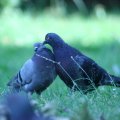0708schotlanddoede19