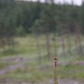 0708schotlanddoede193