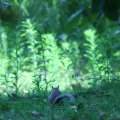 0708schotlanddoede20