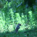 0708schotlanddoede21