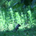 0708schotlanddoede23