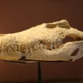 0708schotlanddoede237