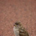 0708schotlanddoede360