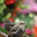 0708schotlanddoede364
