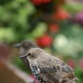 0708schotlanddoede366