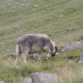 0708schotlandetienne142