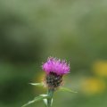 0708schotlandetienne203