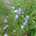 0708schotlandirene53
