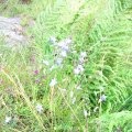 0708schotlandirene54