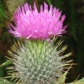 0708schotlandirene55