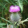 0708schotlandirene56