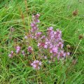 0708schotlandirene57