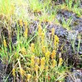 0708schotlandirene60