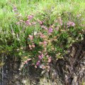 0708schotlandirene61