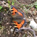 0708schotlandirene64
