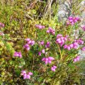 0708schotlandirene65