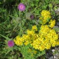 0708schotlandirene84