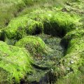 0708schotlandirene85
