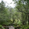 0708schotlandronald171