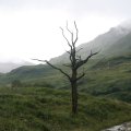 0708schotlandronald245