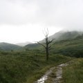 0708schotlandronald247