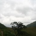 0708schotlandronald255