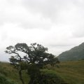 0708schotlandronald256