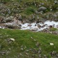 0708schotlandronald77